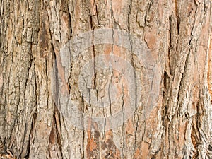 Tree texture background