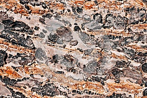 Tree texture background with multiple colors.