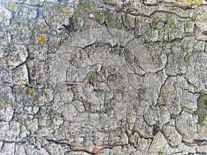 Tree texture close up. Background nature. Nature relief. Nature texture.