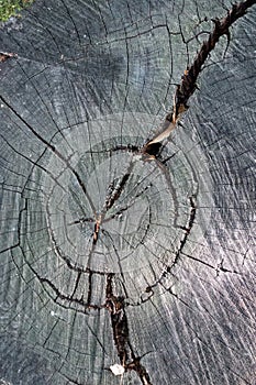 Tree texture close up view, empty  background