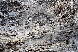 Tree texture on a old trunck