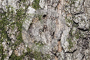 Tree texture on a old trunck