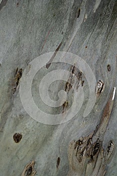 Tree texture after skin peeled off