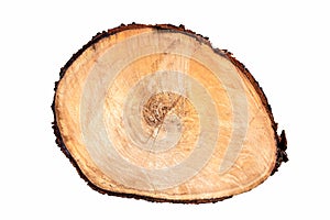 Tree texture slice annual ring circle wood isolate on white background