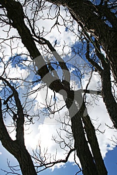 TREE WITH THICKSET BRANCHES AND BRIGHT WHITE CLOUDS