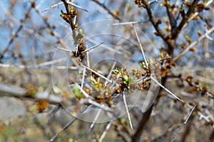 Thorns on a branch, close-up.