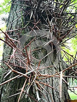 tree with thorns and branches