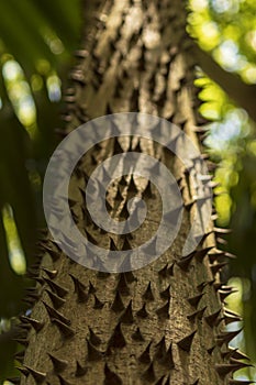 Spikes on treetrunks photo