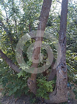 Tree with three trunks