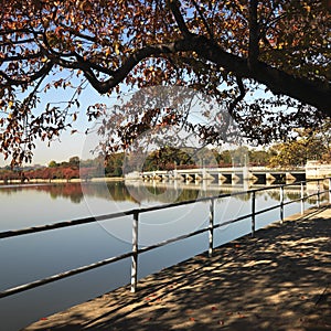 Tree by tidal basin