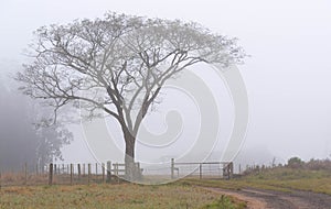 The tree at the farm gate and the Fog