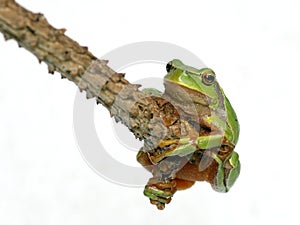 Tree toad frog