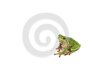 Tree toad frog