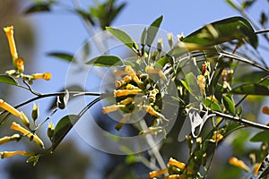 Tree tobacco Nicotiana glauca flowers