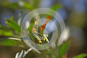 Tree tobacco Nicotiana glauca flowers