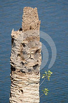 Tree tobacco seedlings growing on the trunk of a dead Canary Island date palm. photo