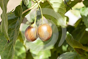 Tree tomato tamarillo exotic fruit - Solanum betaceum