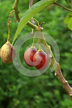 Tree Tomatoes