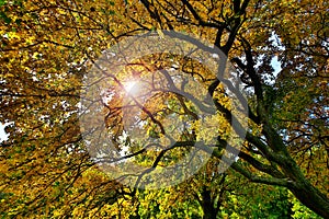 Tree top in autumn with sunbeam