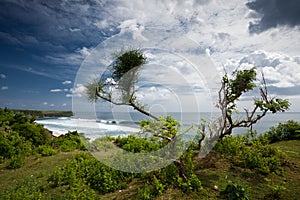 Tree on top of Balangan beach cliff in Bali photo