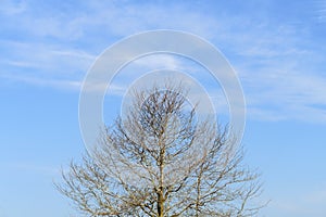 Tree top with blue sky
