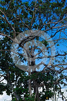 Tree Top and blue sky