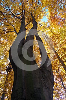 Tree-top of broadleaved tree photo
