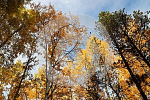 Tree top canopy of golden leaves in the autumn