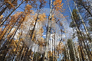 Tree top canopy of golden leaves in the autumn