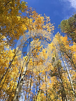 Tree top canopy of golden leaves in the autumn