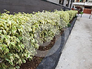 Tree top canopy in spring in an overgrown quarry in Cornwall