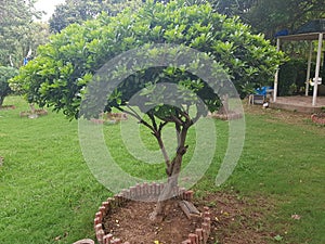 Tree top canopy in spring in an overgrown quarry in Cornwall