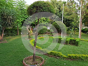Tree top canopy in spring in an overgrown quarry in Cornwall
