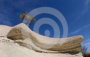 Tree on the top of geological rock formations in Rose Valley, Turkey,Cappadocia