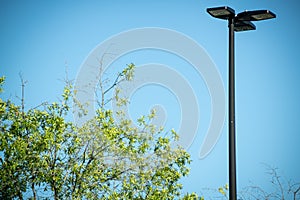 Tree Top With Green Leaves And Black Metal Light Pole