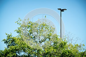 Tree Top With Green Leaves And Black Metal Light Pole