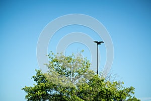 Tree Top With Green Leaves And Black Metal Light Pole