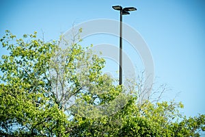 Tree Top With Green Leaves And Black Metal Light Pole