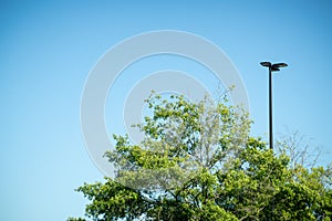 Tree Top With Green Leaves And Black Metal Light Pole