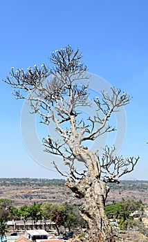 TREE ON TOP OF A HILL