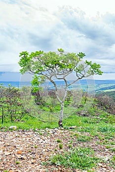 Tree on top of a hill of the Cerrado Mineiro photo
