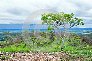 Tree on top of a hill of the Cerrado Mineiro photo