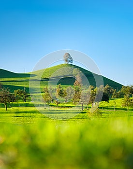 Tree on top of the hill. Landscape before sunset. Fields and pastures for animals. Agricultural landscape in summer time.