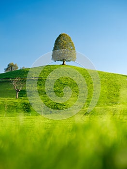 Tree on top of the hill. Landscape before sunset. Fields and pastures for animals. Agricultural landscape in summer time.