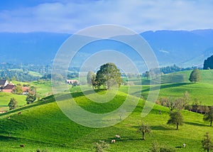 Tree on top of the hill. Landscape before sunset. Fields and pastures for animals. Agricultural landscape in summer time.