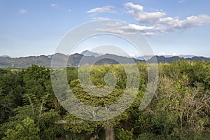 Tree top with mountain background