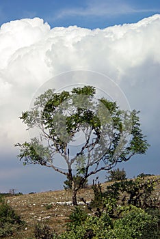 A tree on top of a mountain the with focus on sky and cloud behind. Crimea