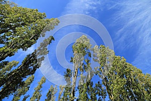 Tree top over blue sky background, gree tree top against blue sky on a sunny day