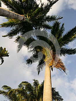 tree top of royal palm trees, palm fronds seen from low-angle shot