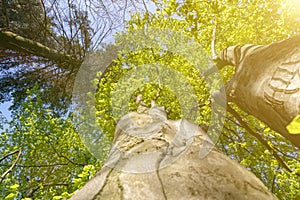 Tree top seen from the bottom. Up view of tree and sunlight effect. sun& x27;s rays make their way through the branches